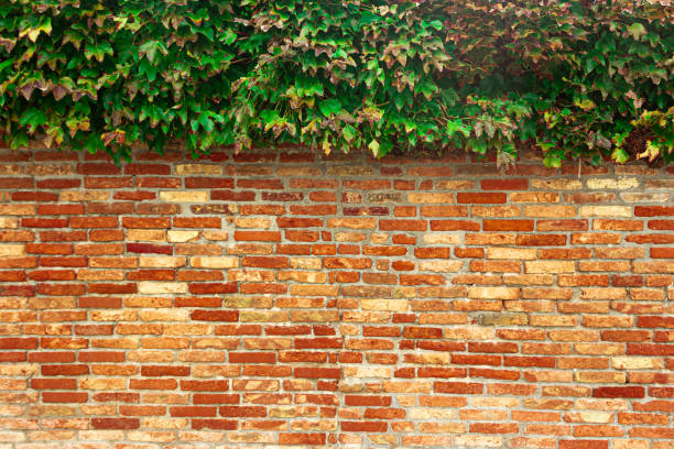 istock Old ancient brick wall with a cap of green leaves 1234682379