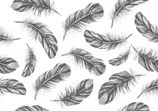 ilustrações, clipart, desenhos animados e ícones de penas no fundo branco. estilo de esboço desenhado à mão. - feather white macro bird