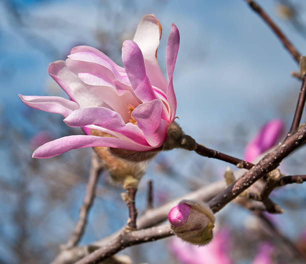 loebner magnolia (magnolia x loebneri) bloom contre ciel - spring magnolia flower sky photos et images de collection
