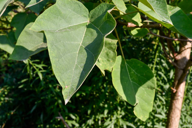 istock green leaves in the garden 1234707764