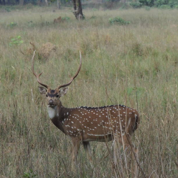 istock Big Male Chital 1234713981
