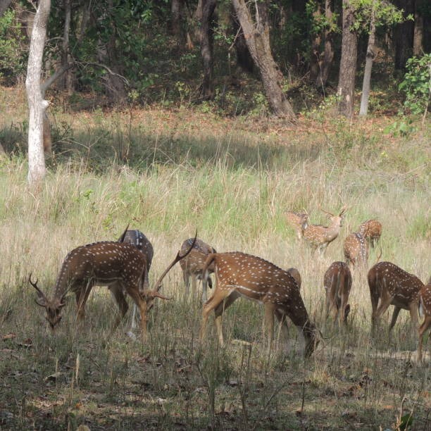 istock Chital in the Meadows 1234715019