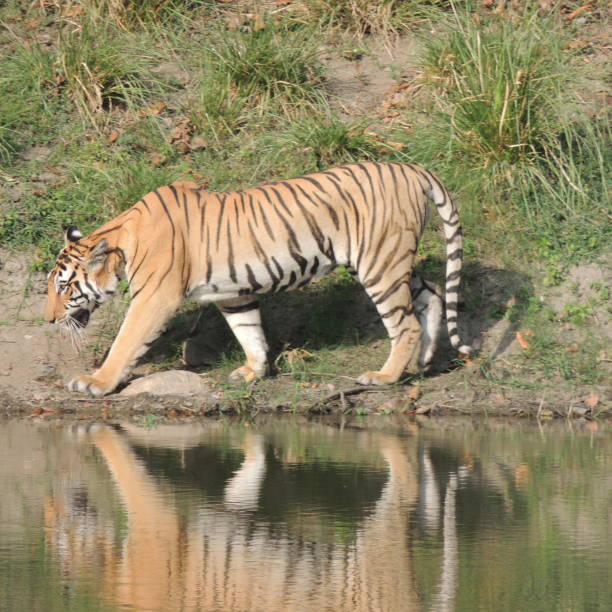 istock Tiger at the water 1234717611