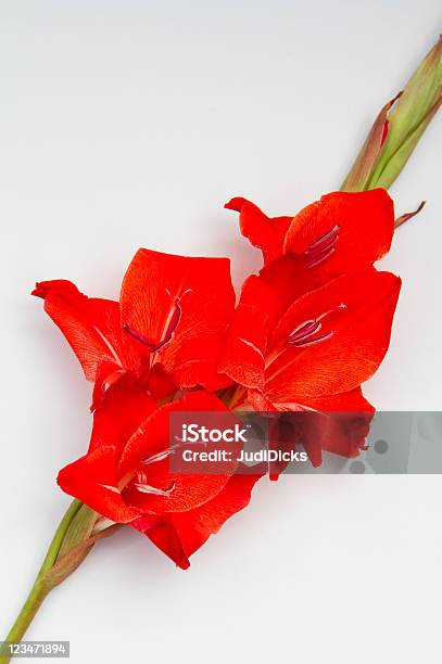 흰색 배경의 빨강색 Gladioli 0명에 대한 스톡 사진 및 기타 이미지 - 0명, 글라디올러스, 꽃 한송이
