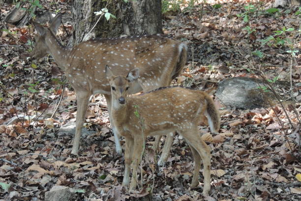 istock Chital in the Meadows 1234721209