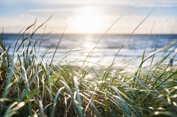 istock View of a dune beach at sunset 1234728017
