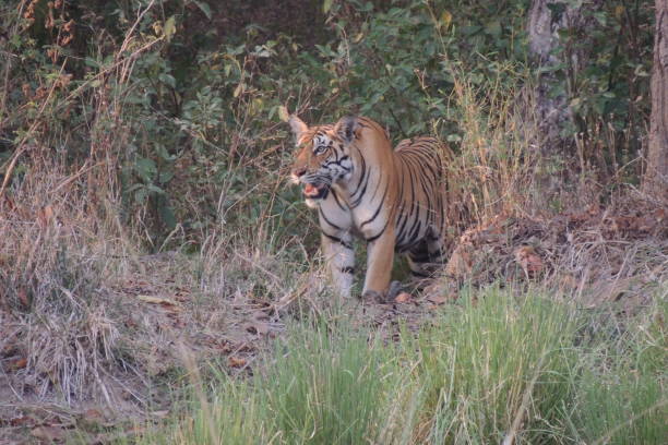 istock Tiger on the prowl 1234733725
