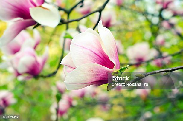 Magnolia Blumen Stockfoto und mehr Bilder von Ast - Pflanzenbestandteil - Ast - Pflanzenbestandteil, Baum, Baumblüte