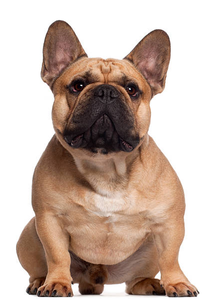 istock French Bulldog, two years old, sitting, white background. 123474490