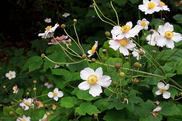 istock Wilderness Garden with Japanese windflowers 123474570