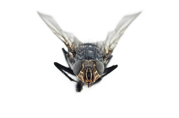 Close up of a blow fly on a leaf