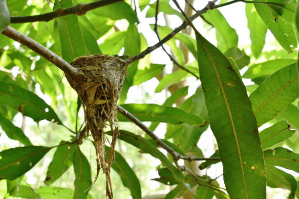 istock abandoned bird nest after baby gone under mango tree 1234757774