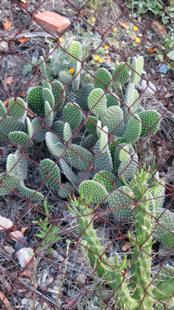 istock Bunne ear cactus behind rusty fence 1234769461