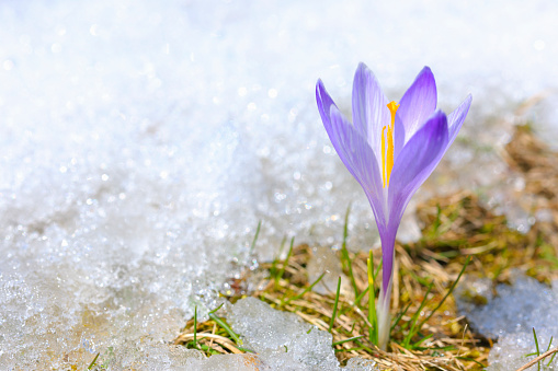 Early Spring Crocus in Snow series: shallow depth of field