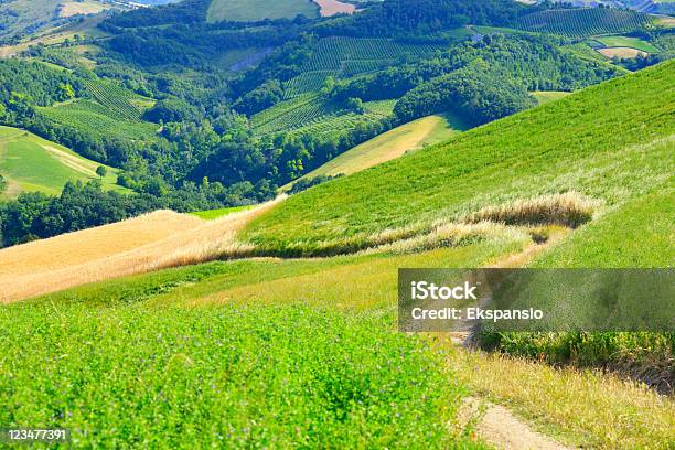 Kręta Trail W Wiejskiej Okolicy - zdjęcia stockowe i więcej obrazów Emilia-Romania - Emilia-Romania, Wzgórze, Winnica