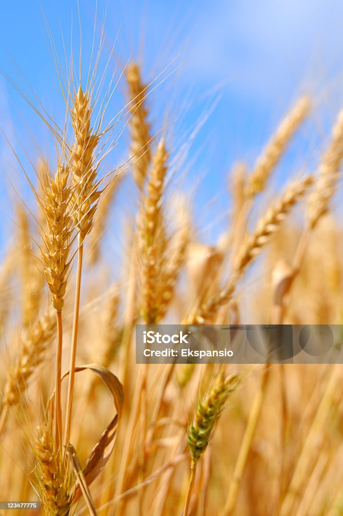 Golden lato uprawy pszenicy przed błękitne niebo w tle - Zbiór zdjęć royalty-free (Pszenica)