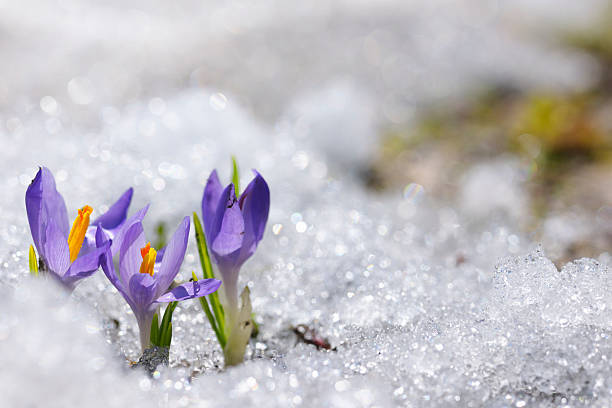 inizio della primavera croco nella neve serie - snow crocus flower spring foto e immagini stock