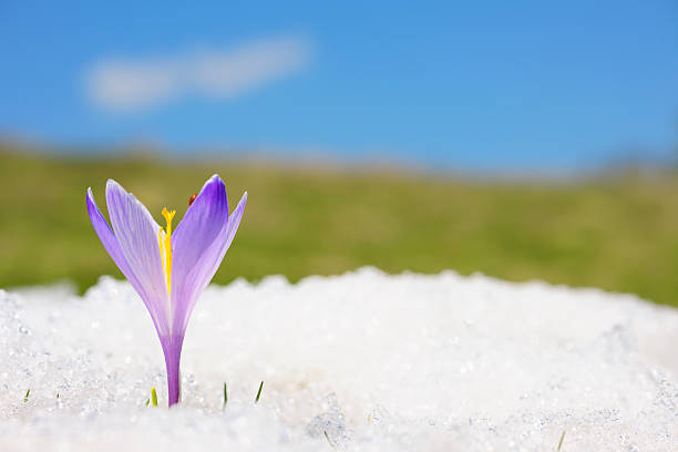 Glade of early primroses on a snowy meadow in the mountains. Crocus alatavicus are the first spring flowers snowdrops or saffron, beautiful white delicate flowers.