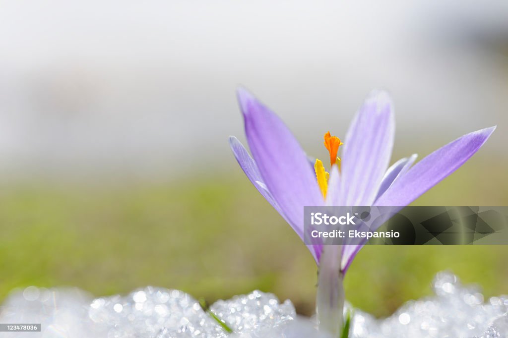 Inizio della primavera Croco nella neve serie - Foto stock royalty-free di Ambientazione esterna