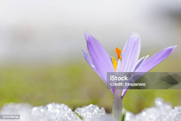 Inizio Della Primavera Croco Nella Neve Serie - Fotografie stock e altre immagini di Ambientazione esterna - Ambientazione esterna, Aprile, Arancione