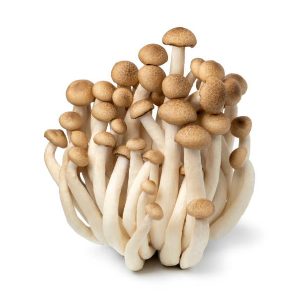 istock Fresh brown shimeji mushrooms close up 1234801296
