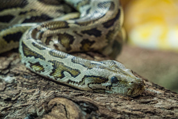 istock A portrait of a Python hunting on a tree branch - very close head and eye 1234803387