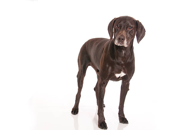 German short haired pointer series stock photo