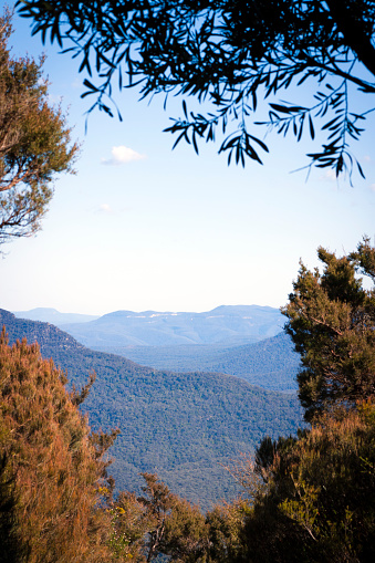 Blue Mountains in Australia NSW covered with blue haze vaporising from eucalyptus trees, full frame vertical composition with copy space