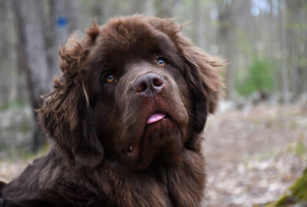 Humorous Newfoundland puppy dog with his tongue peaking out.