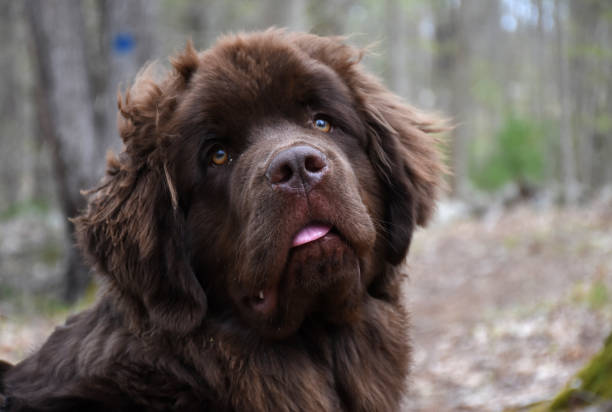 Very Cute Young Brown Newfoundland Puppy Dog stock photo