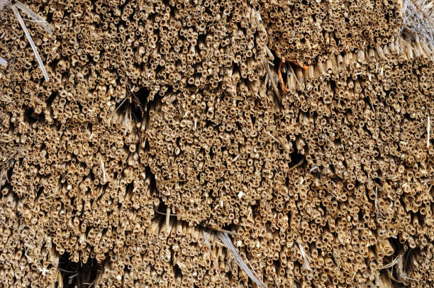sheaf surface of natural reeds end view