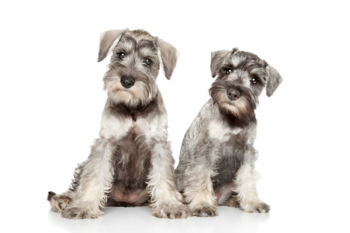 Miniature schnauzer puppies posing on a white background