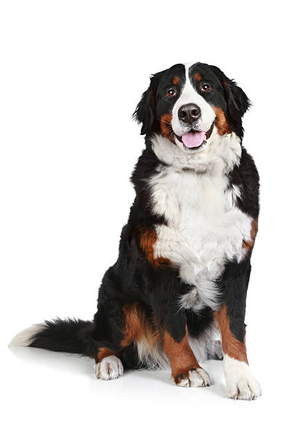 istock Bernese mountain dog on white background 123486297