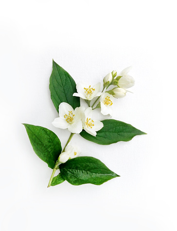 White flowers of Philadelphus coronarius, not jasmine, blooming buds of the Hydrangeaceae family, petals and leaves on canvas isolated background in a frame. Flat lay, top view, close-up