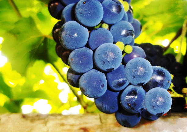 un montón de uvas - globe grape fotografías e imágenes de stock