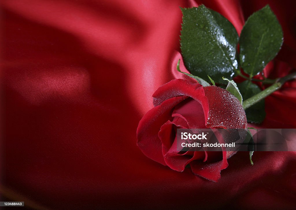 Rote Rose mit Wasser Tropfen - Lizenzfrei Berühren Stock-Foto