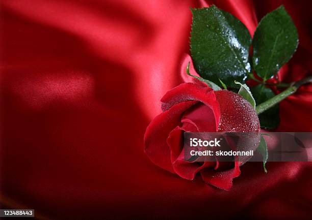 Foto de Rosa Vermelha Com Gotas De Água e mais fotos de stock de Amor - Amor, Cetim, Cheirar