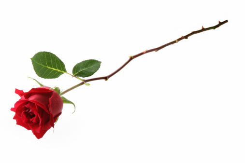one rose with leaves on a white isolated background