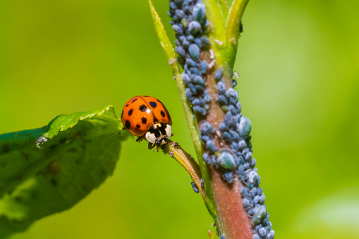 Macro photo of a ladybug on a Chamomile flower
