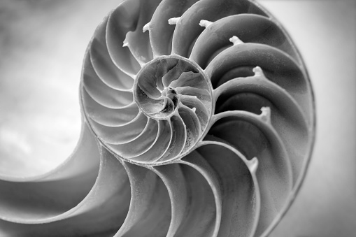 Black and white image of a Nautilus shell close up. Selective focus is on the center of the shell. The focus falls off  on the sides to draw you into the shot.