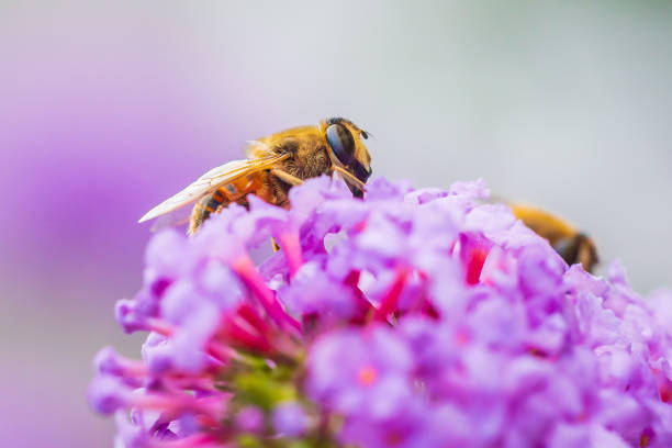 istock Volucella zonaria, hornet mimic hoverfly, feeding on purple Buddleja davidii 1234890586