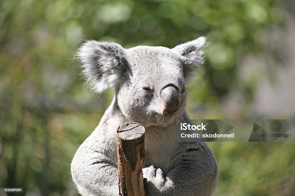 Coala bear - Royalty-free Animal Foto de stock