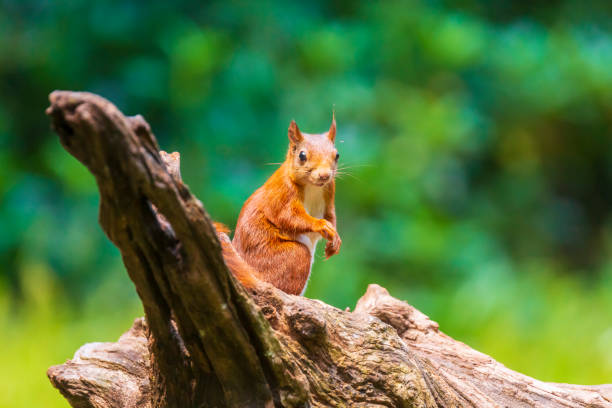 istock Closeup of a red squirrel, Sciurus vulgaris, seaching food and eating nuts in a forest. 1234891663