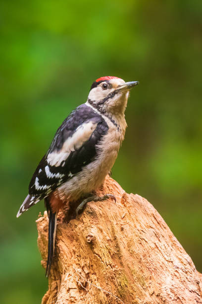 istock Closeup of a great spotted woodpecker (Dendrocopos major) perched in a forest 1234892190