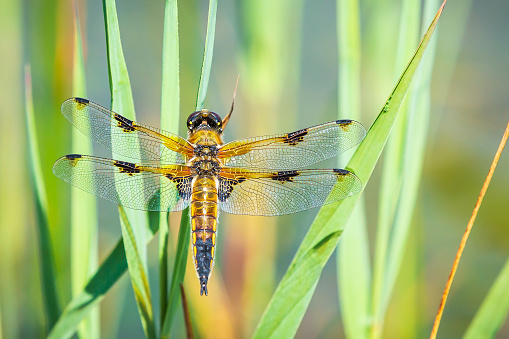 Close-up of a four-spotted chaser Libellula quadrimaculata or four-spotted skimmer dragonfly resting in sunlight on green reeds.
