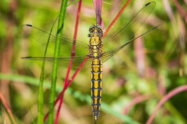 istock Female Black-tailed skimmer, Orthetrum cancellatum, closeup 1234904069