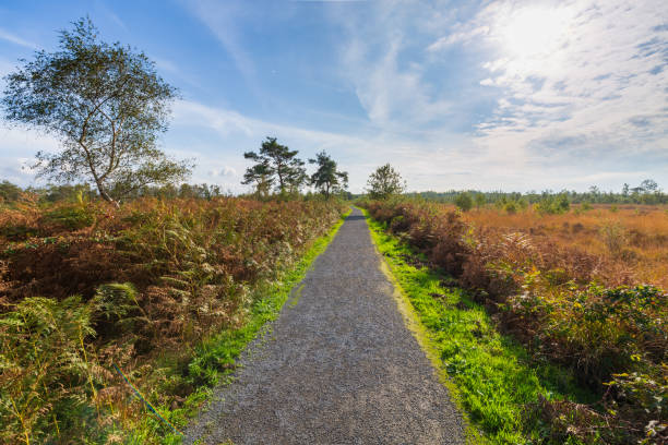 Moorland, peat moss landscape at national park de Groote Peel, Limburg, the Netherlands. High dynamic range, HDR, stock photo