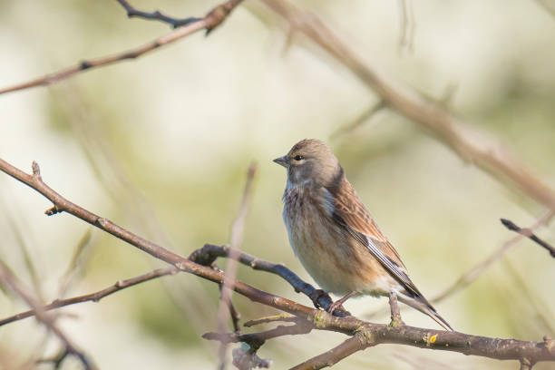 istock Linnet bird female, Carduelis cannabina singing 1234904417