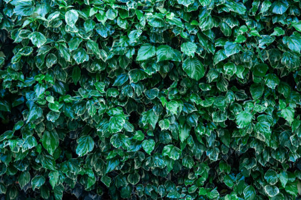 istock Wall made with garden leaves - textured 1234906224