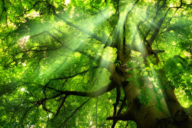 raggi di luce che cadono attraverso il baldacchino degli alberi verdi - cima di albero foto e immagini stock